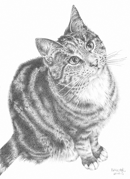 'Princess Socks' Pet Portrait, hand drawn in pencil, commissioned in 2013