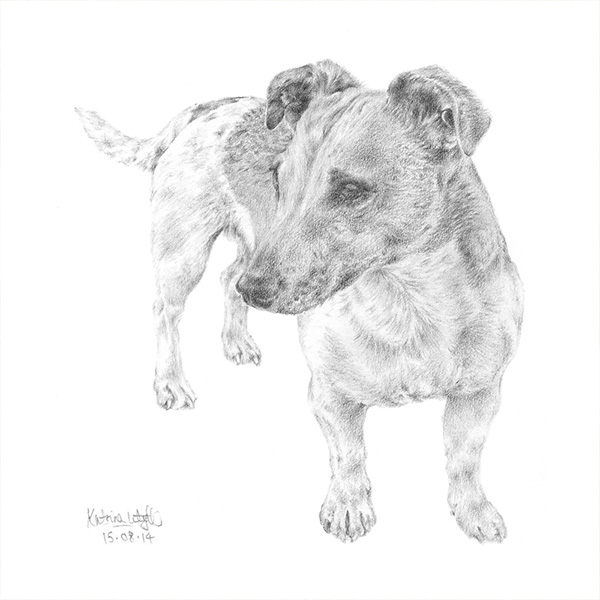 'Holly Cornforth' Pet Portrait, hand drawn in pencil, commissioned in 2014